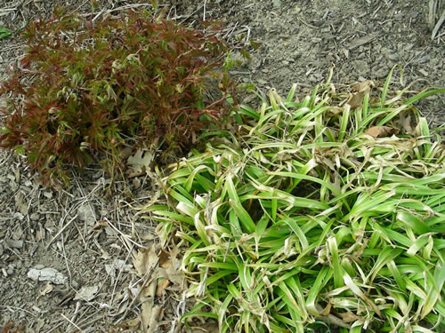 perennial not covering spent Scilla leaves